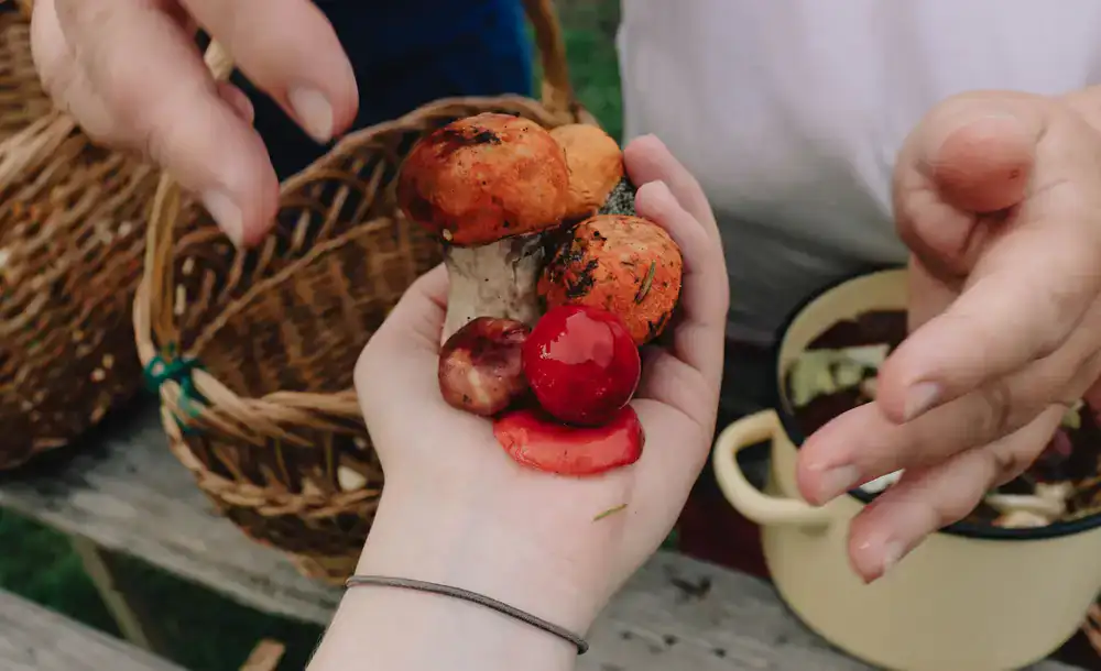 Hands carefully holding freshly picked wild mushrooms and greens