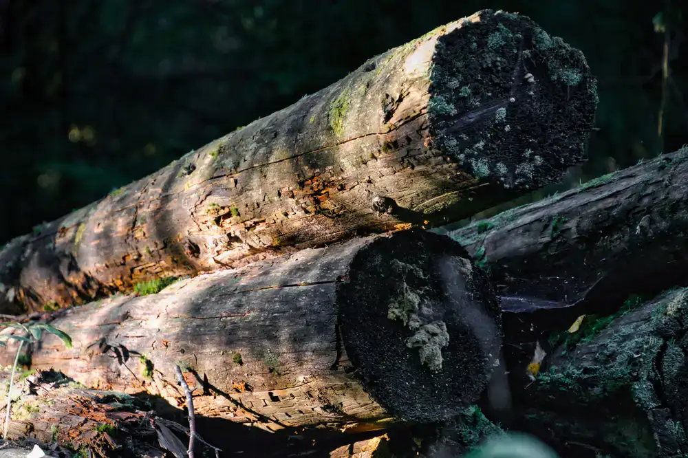 Guide examining an old mossy log in the forest