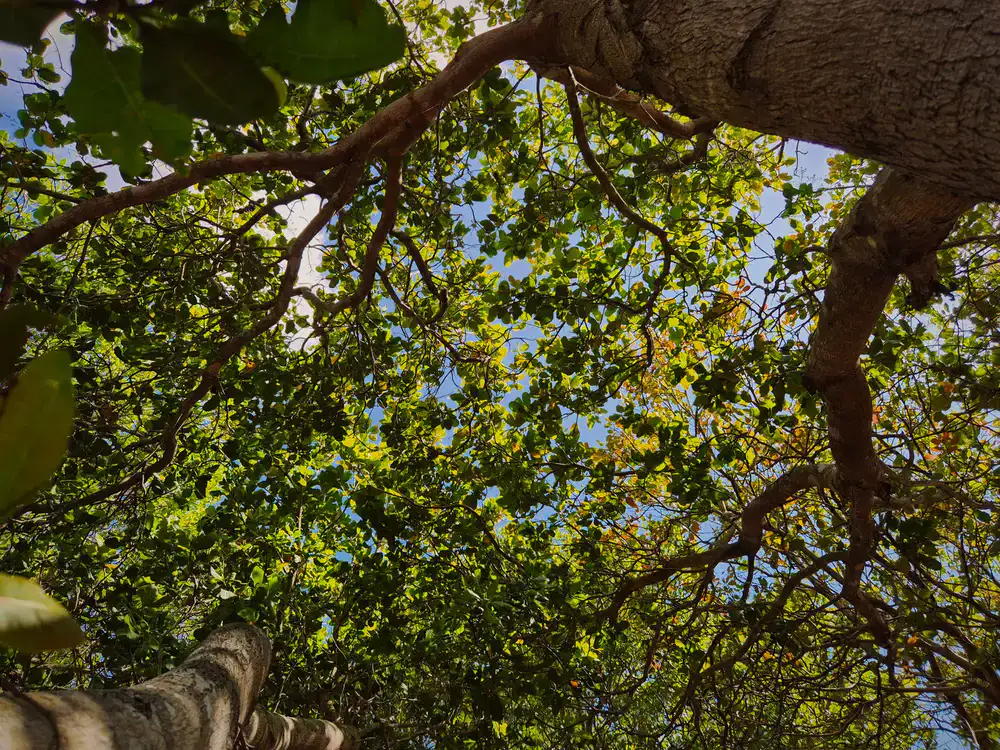 Looking up through a dense forest canopy