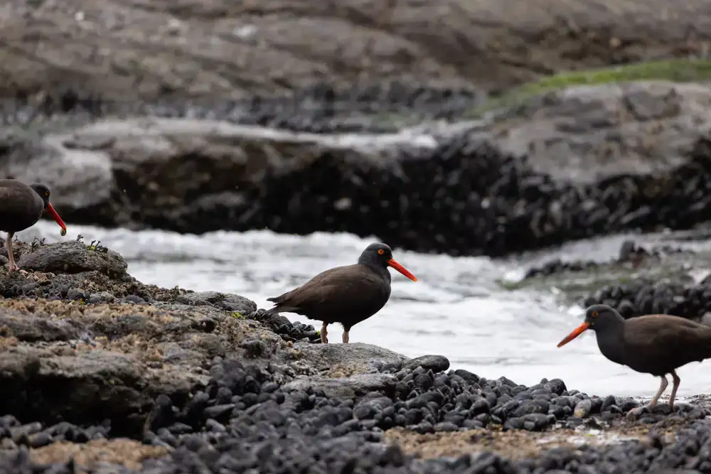 Foraging along a rocky shoreline