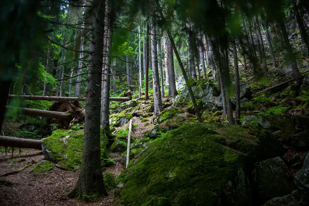 A group walking through a mossy woodland