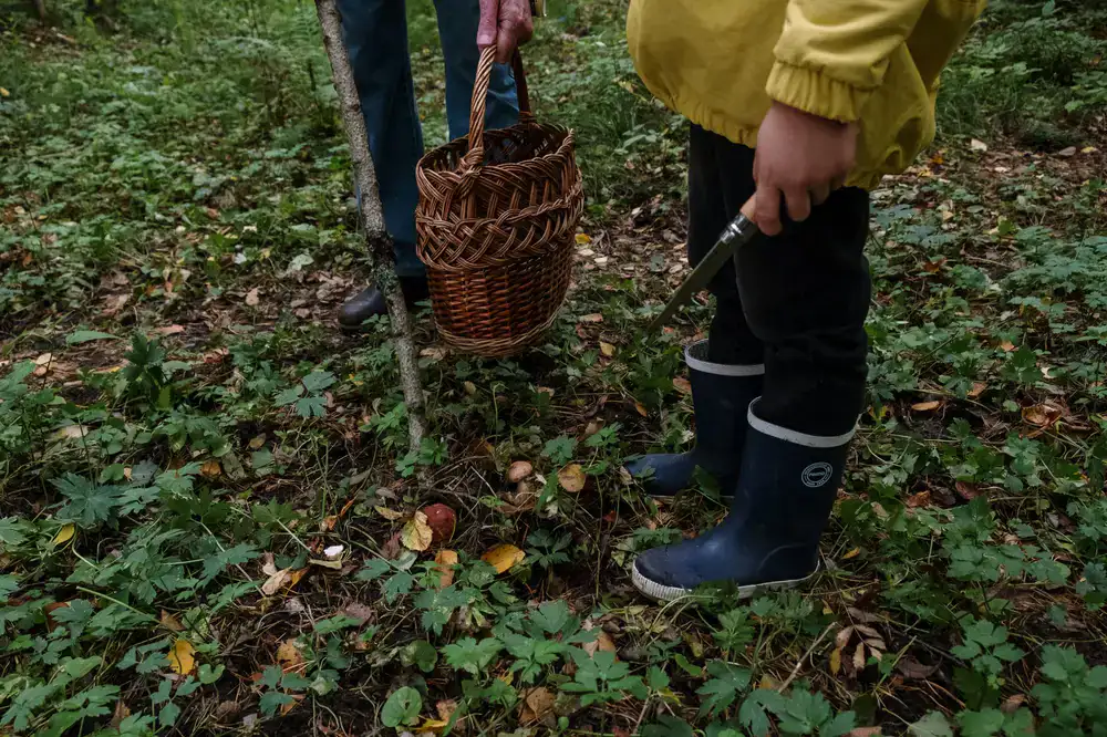 A small group of people walking through a lush forest holding foraging baskets